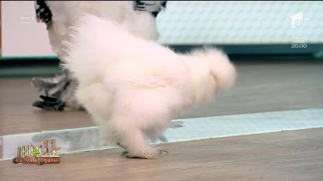 O expoziţie de porumbei, păsări exotice şi cavia va avea loc în perioada 13-15 decembrie la Romexpo