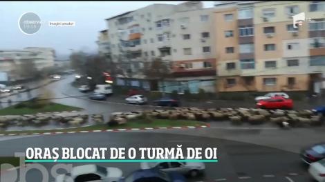 Transhumanţa a blocat un oraş. Șoferii au fost obligaţi să ofere prioritate animalelor