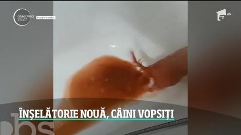 O femeie din Constanţa a fost victima unei noi metode de înşelăciune. A cumpărat altă rasă de câini decât cea pe care și-o dorea