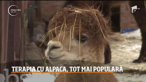 Terapia cu alpaca, tot mai populară în Rusia