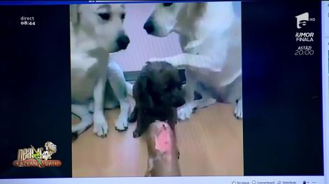 Smiley News - Neatza cu Răzvan și Dani. Trădare! Cățelul mâncăcios a fost dat în vileag de prietenii lui