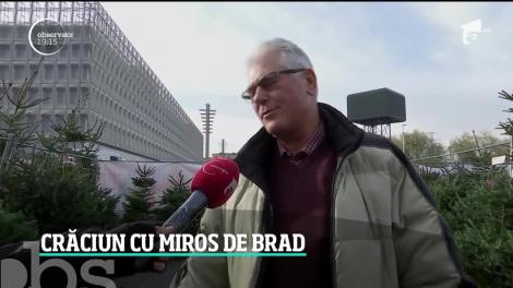 Alegerea bradului de Crăciun, o misiune dificilă pentru români