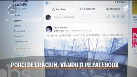 Porci de Crăciun, vânduți pe Facebook
