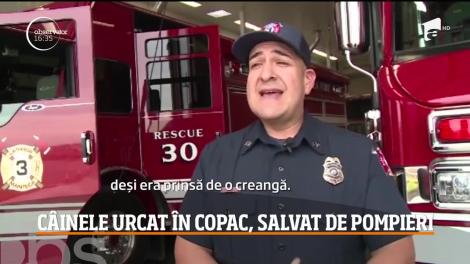 Câine salvat de pompieri după ce a rămas blocat într-un copac în timp ce fugărea o pisica