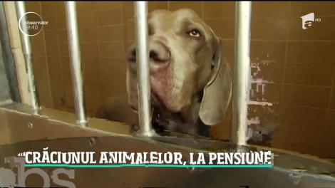 Crăciunul animalelor, la pensiune