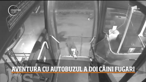 O șoferii de autobuz din a salvat doi câini de rasă care s-au rătăcit