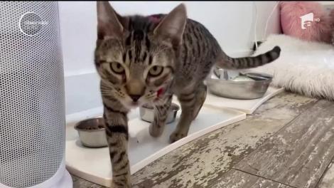 Crăciunul, sărbătărit și în cafeneaua pisicilor