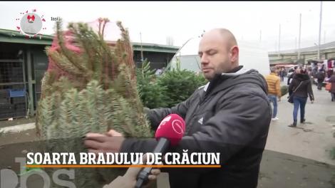 Brazii de Crăciun rămași nevânduți în România, în piețele din Republicii Moldova