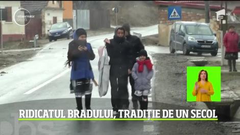 Ridicatul bradului, tradiție de un secol în Transilvania