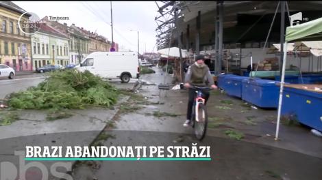 Brazi abandonați pe străzi, în a doua zi de Crăciun