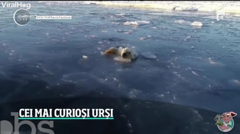 Cei mai curioși urși polari