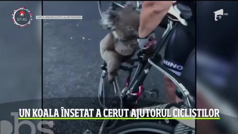 Un koala însetat a cerut ajutorul cicliștilor