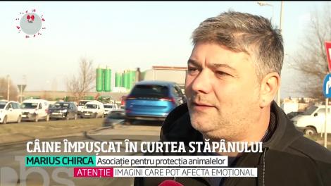 Cruzimea unor indivizi din Dâmboviţa nu a avut margini. Un câine a fost împuşcat chiar în curtea stăpânului său