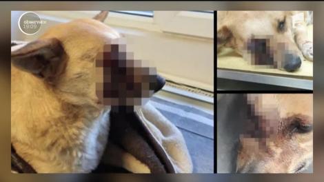 Caz revoltător în Satu Mare! Câine mutilat, după ce mai mulți bărbați i-au bagat o petardă în gură, care a explodat