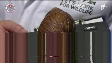 Recensământul animalelor de la grădina zoologică din Londra