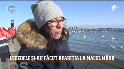 Lebedele şi-au făut apariţia în golful Capul Turcului din Eforie Sud