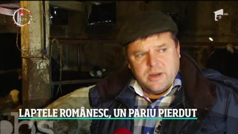 Fermele de vaci, pe cale de dispariţie în România