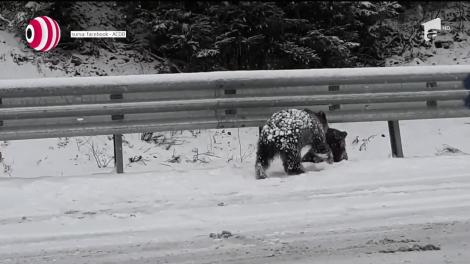 Pui de urs, la joacă pe marginea drumului
