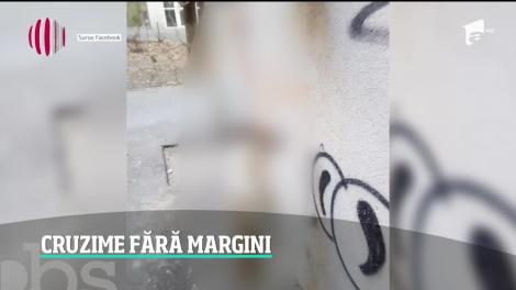 Un câine a fost găsit spânzurat în centrul Capitalei de o ţeavă de gaze