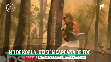 Imagini sfâşietoare! Mii de ursuleţi Koala au pierit în incendiile din Australia