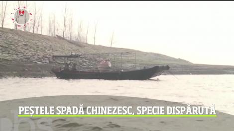 Peştele spadă chinezesc, o nouă specie a fost adăugată pe lista vietăţilor dispărute
