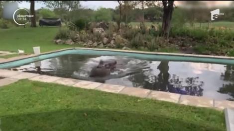 O familie din Botswana s-a trezit cu un hipopotam în piscina din spatele casei