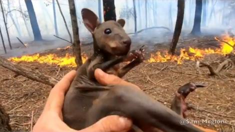 Imaginile durerii! Reacția unui pui de cangur după ce un pompier din Australia îl salvează din mijlocul Infernului