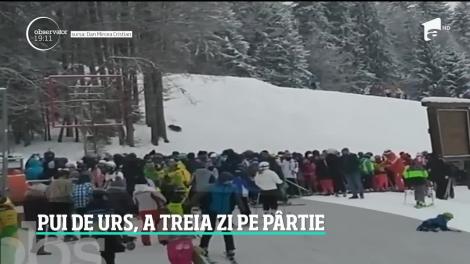 Pui de urs, pe pârtia Clăbucet din Predeal