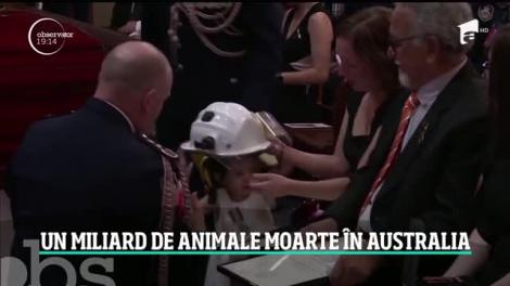 Fumul din Australia a ajuns în Argentina! Pompierii români ar putea intra în lupta cu incendiile