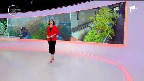 Pomii de iarnă devin îngrăşământ bio, după sărbători