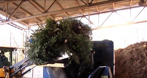 Brazii de Crăciun scoși din casele românilor nu mai ajung la gunoi, ci devin îngrăşământ bio