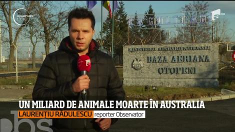 Un miliard de animale moarte în Australia