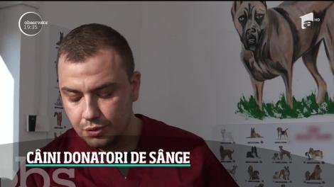 Există eroi şi printre câini! Sunt cei care donează sânge ca să salveze vieţile altor animale