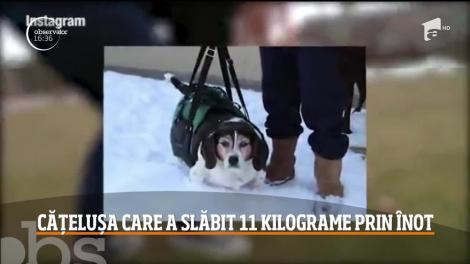 O cățelușă din Statele Unite a reușit să slăbească 11 kilograme într-un an
