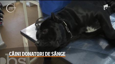 Cum a reușit un tânăr veterinar din Craiova care să salveze zeci de câini, în doar două luni