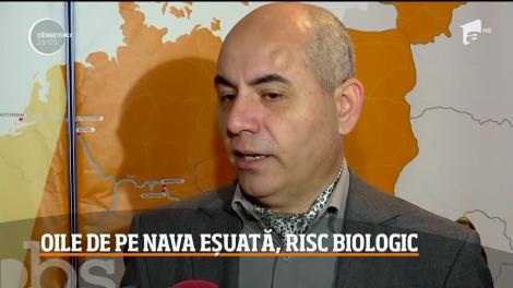 Sezonul estival în Mamaia, blocat din cauza oilor moarte rămase în nava scufundată în Portul Midia. Animalele s-ar putea transforma în adevărate bombe ecologice 