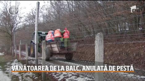 Din cauza pestei porcine, tradiţia vânătorii de la Balc va fi întreruptă pentru prima oară în 15 ani!