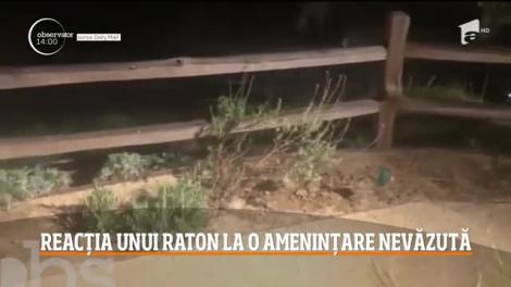 Reacția unui raton la o amenințare nevăzută