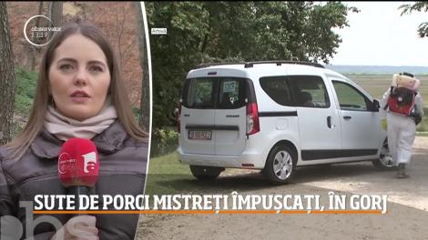 Sute de porci mistreţi vor fi împuşcaţi în pădurile din judeţul Gorj