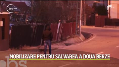 Mobilizare pentru salvarea a două berze, în Pitești