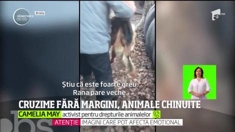Cruzime fără margini, animale maltratate și împușcate
