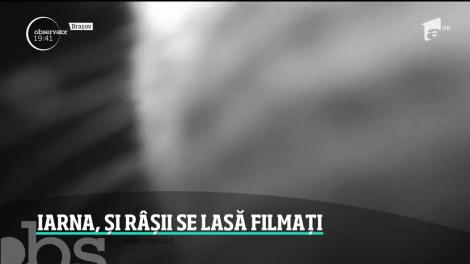 O apariţie pe cât de rară, pe atât de spectaculoasă. Un râs a fost filmat într-o pădure din judeţul Suceava