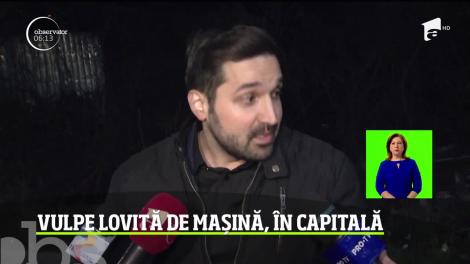 Vulpe lovită de mașină, în Capitală