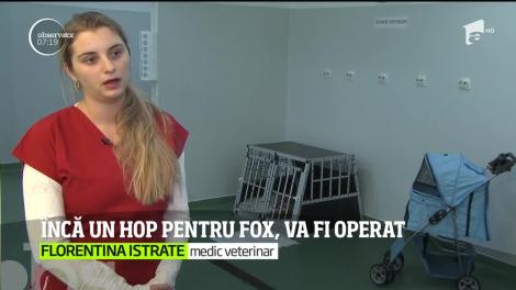 În vizită la vulpoiul Fox, animalul care a fost lovit de o maşină pe un bulevard din Capitală