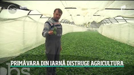 Primăvara din iarnă distruge agricultura