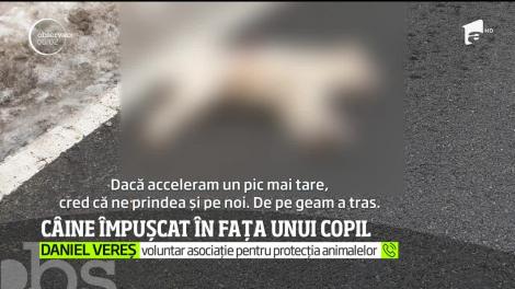 Câine împușcat în fața unui copil, în Maramureș