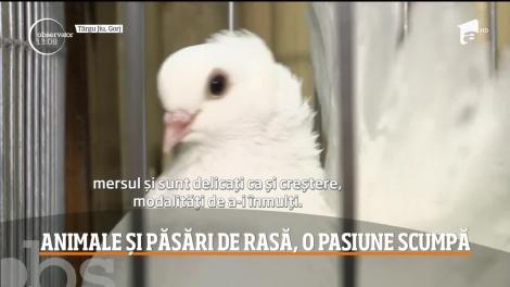 Iepuri uriaşi sau porumbei descendenţi din rasele crescute pe vremea romanilor, atracțiile expoziției de la Târgu Jiu