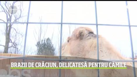 Brazii de Crăciun, delicatesă pentru cămile
