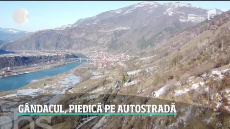 După urşi şi porci mistreţi, gândacii ar putea bloca lucrările de pe autostrada Sibiu-Piteşti. Nu este o glumă, ci realitatea