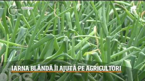 Iarna blândă îi ajută pe agricultori